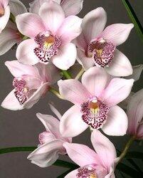 Недорогие орхидеи