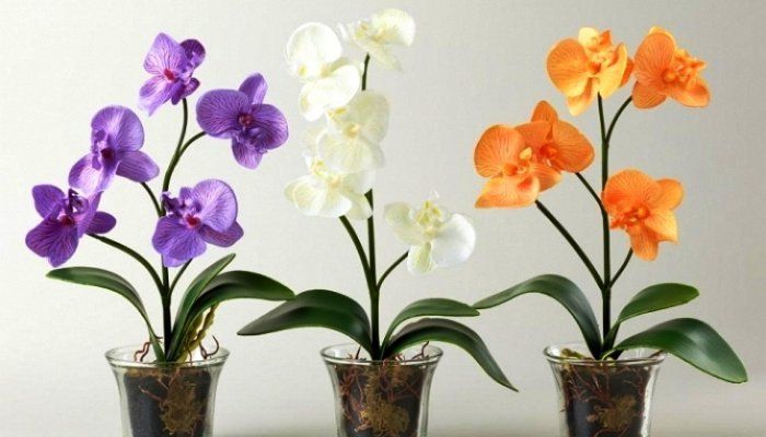 лучшие сорта орхидей