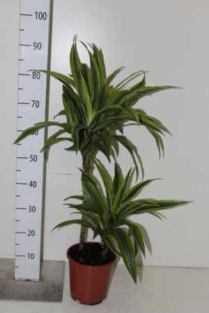 Драцена (Dracaena Surprise) фото 1