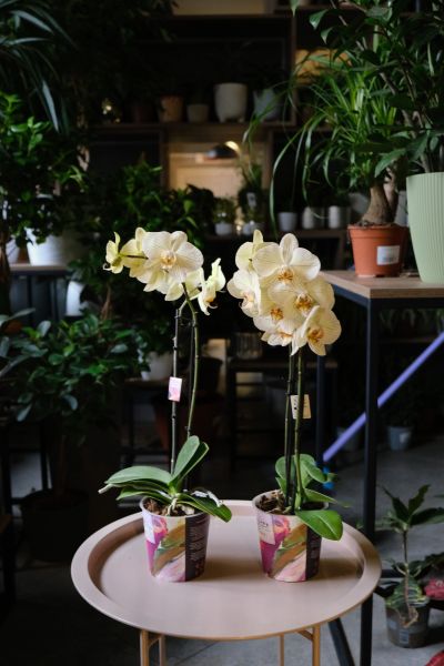 Орхидея Фаленопсис (Phalaenopsis) 3 стрелки фото 3