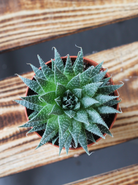 Хавортия (Haworthia) фото 2