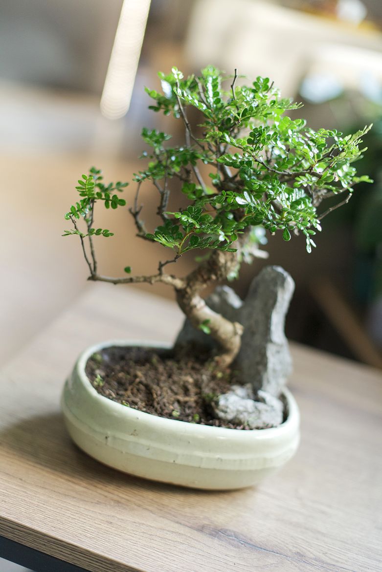 Бонсай в кашпо Зелкова (Zelkova) 35 см - купить в Минске с доставкой ...