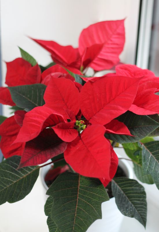Poinsettia (Пуансеттия) 30 см фото 2