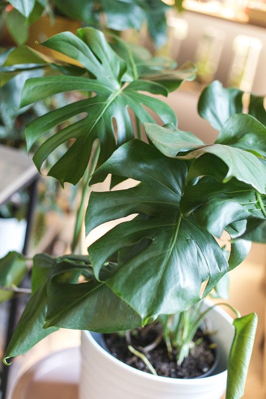 Монстера (Monstera)  фото 2