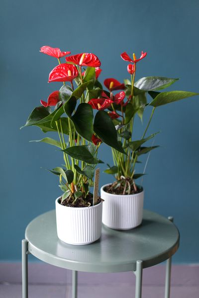 Антуриум красный (Anthurium red)  фото 4