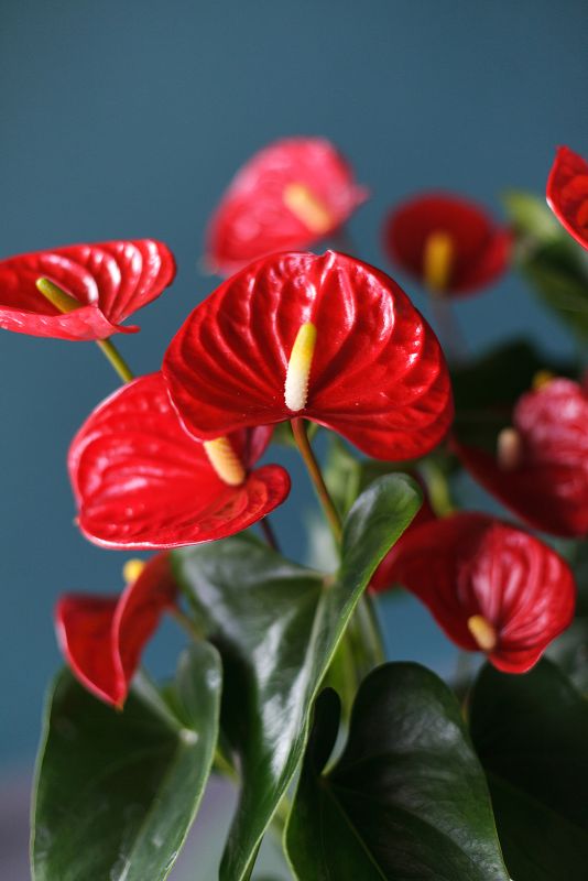 Антуриум красный (Anthurium red)  фото 4