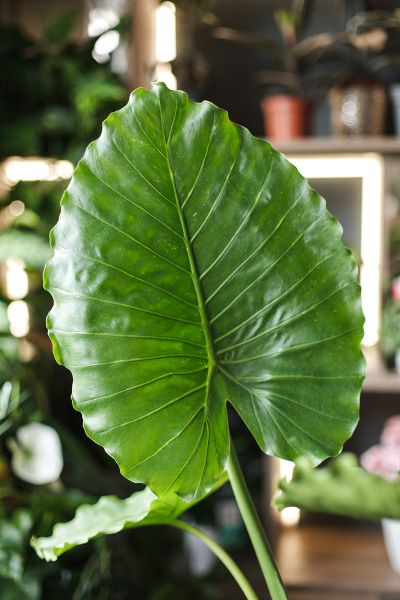 Алоказия крупнокорневая (Alocasia macrorrhizos) 85 см фото 2