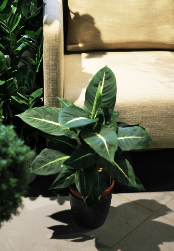 Dieffenbachia Green Magic (Диффенбахия Грин Мэджик) фото 2