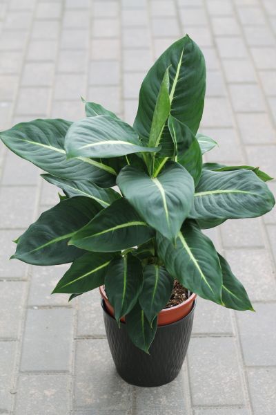 Dieffenbachia Green Magic (Диффенбахия Грин Мэджик) фото 1