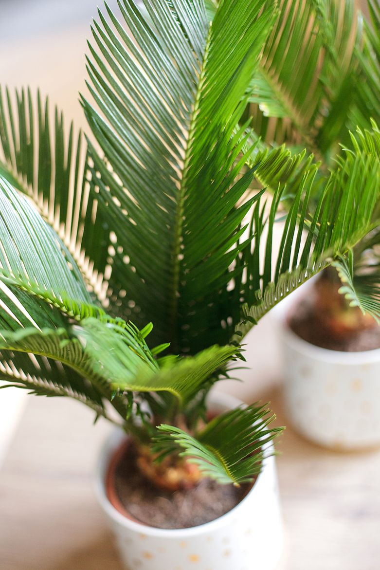 Цикас (Cycas) - купить в Минске с доставкой, цена и фото в интернет ...