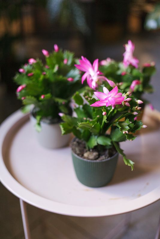 Schlumbergera (Шлюмбергера) фото 4