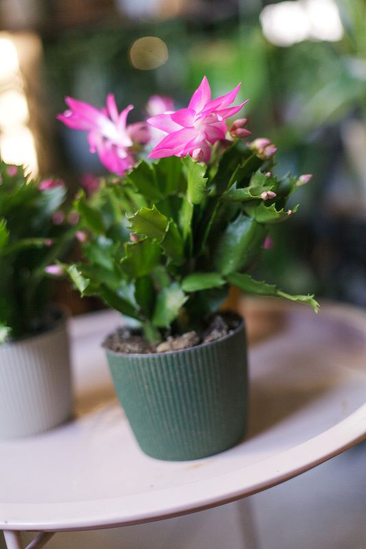Schlumbergera (Шлюмбергера) фото 7
