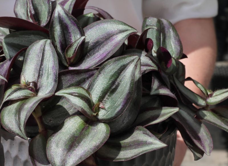 Традесканция (Tradescantia) 55-17 фото 2