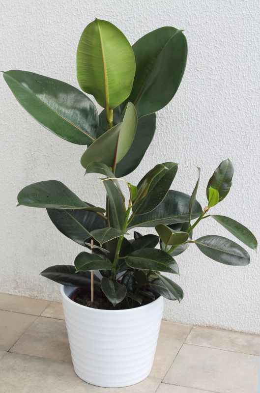 Фикус каучуконосный (Ficus elastica) фото 1