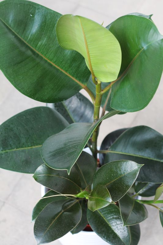 Фикус каучуконосный (Ficus elastica) фото 2