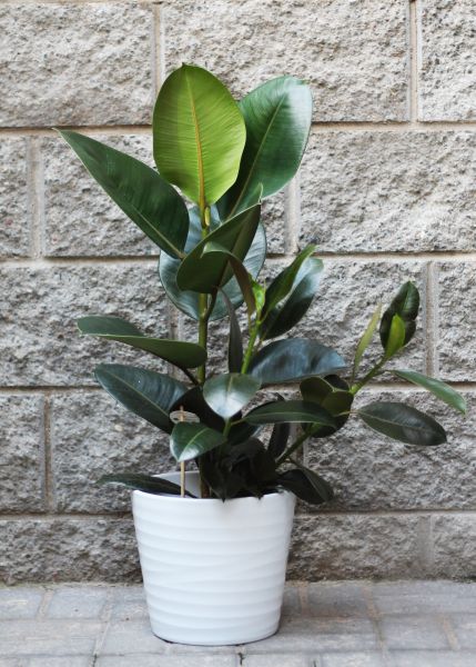 Фикус каучуконосный (Ficus elastica) фото 3