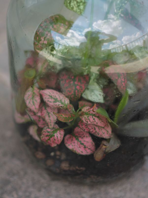 Мини-сад в бутылке (Terrarium met arrangement) с фиттониями фото 3
