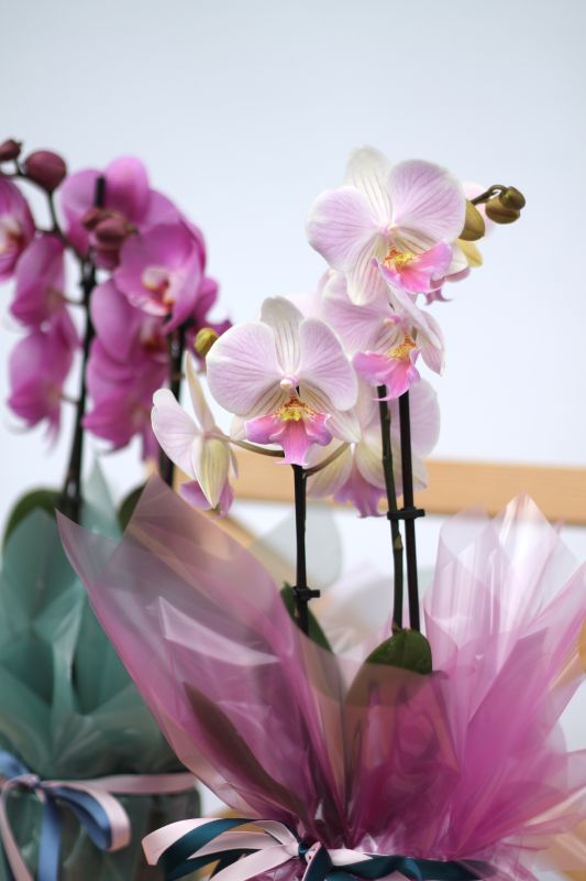 Орхидея Фаленопсис (Phalaenopsis) 3 стрелки фото 8