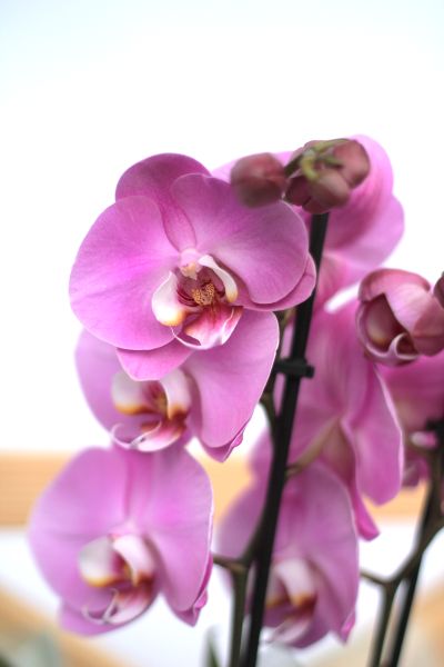 Орхидея Фаленопсис (Phalaenopsis) 3 стрелки фото 7