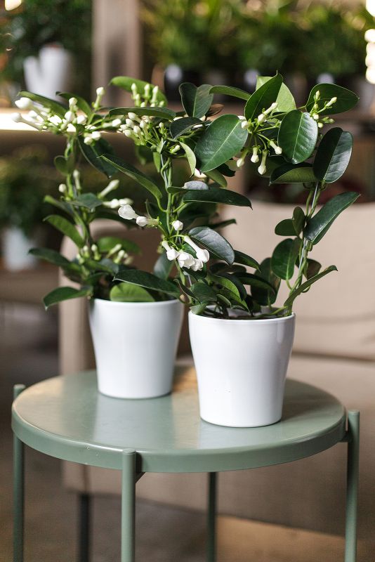 Стефанотис (Stephanotis) 40 см  фото 5