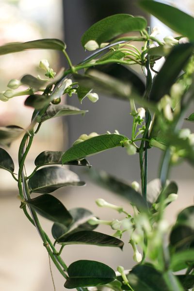 Стефанотис (Stephanotis) 40 см  фото 4