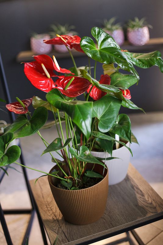 Антуриум красный (Anthurium red)  фото 1