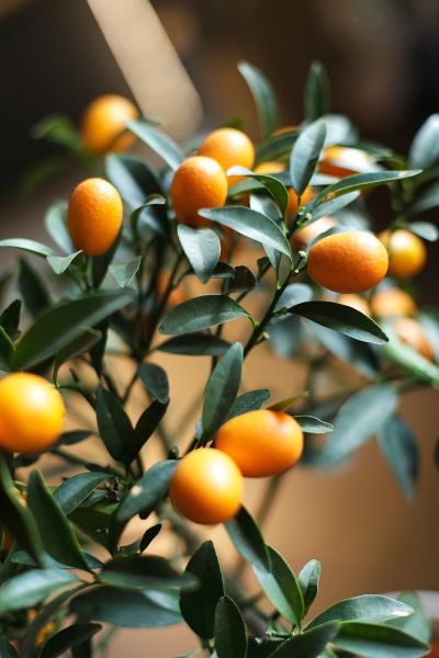 Кумкват (Fortunella)  фото 4