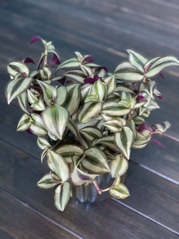Традесканция (Tradescantia) 55-17 фото 1