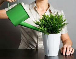 Полив растений