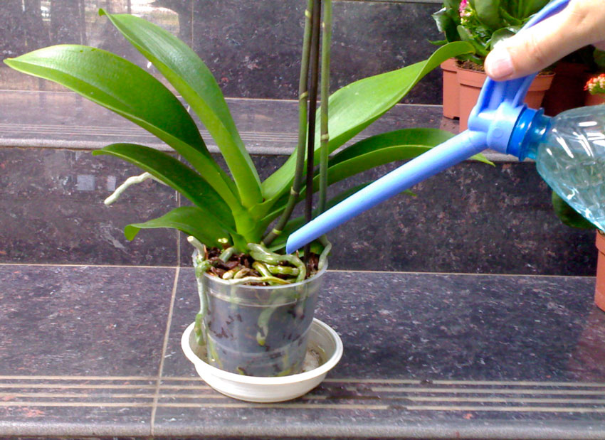 Как сохранить букет орхидей в вазе