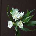 Белая Альстромерия - миниатюра