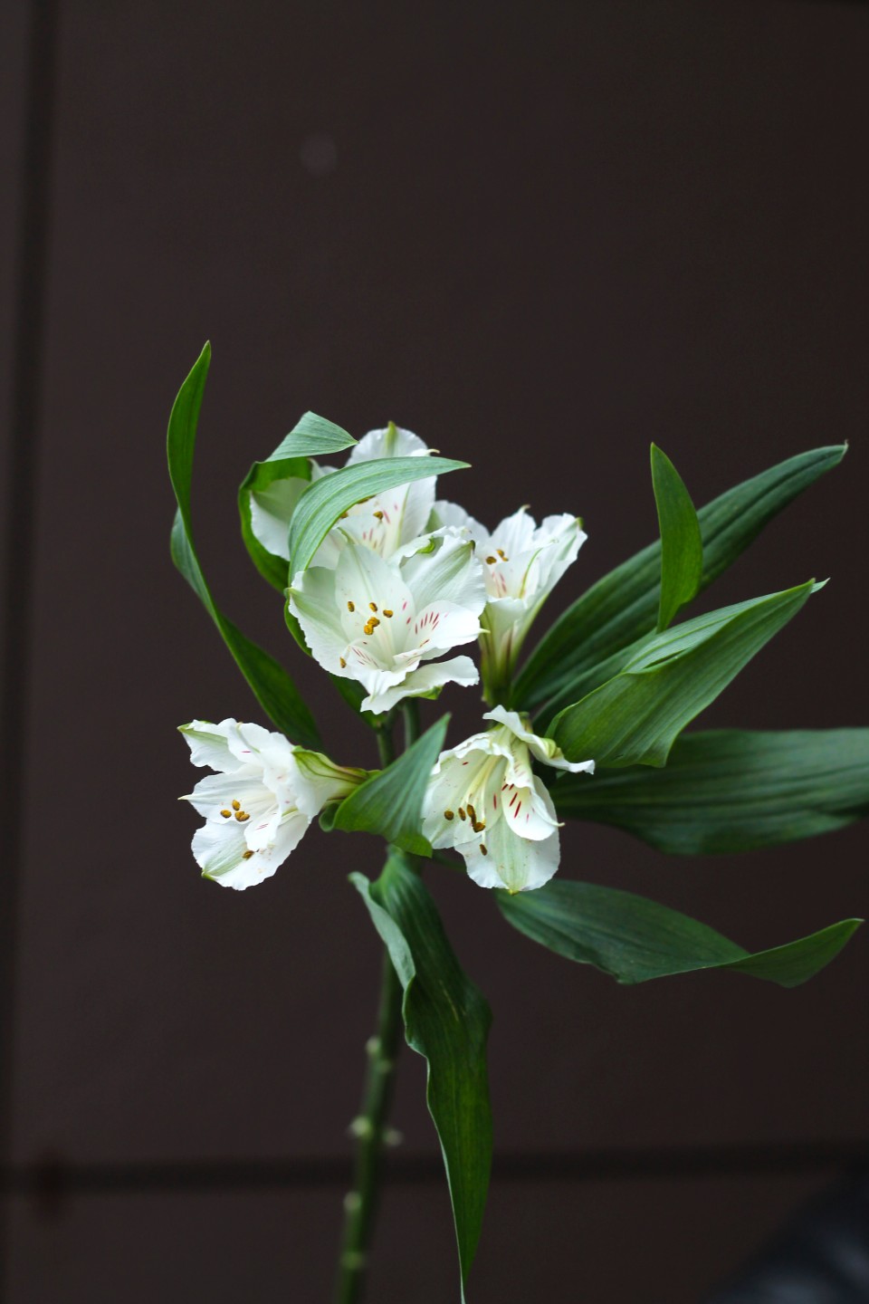 Белая Альстромерия