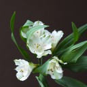 Белая Альстромерия - с доставкой по Минску - миниатюра