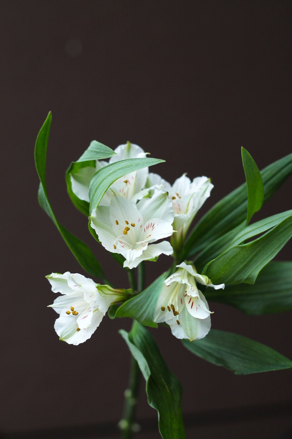 Белая Альстромерия - с доставкой по Минску