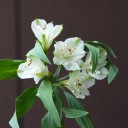 Белая Альстромерия - с добавлением зелени - миниатюра 