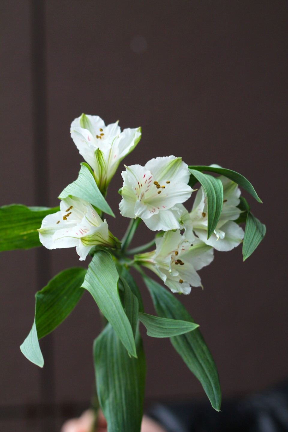 Белая Альстромерия - с добавлением зелени