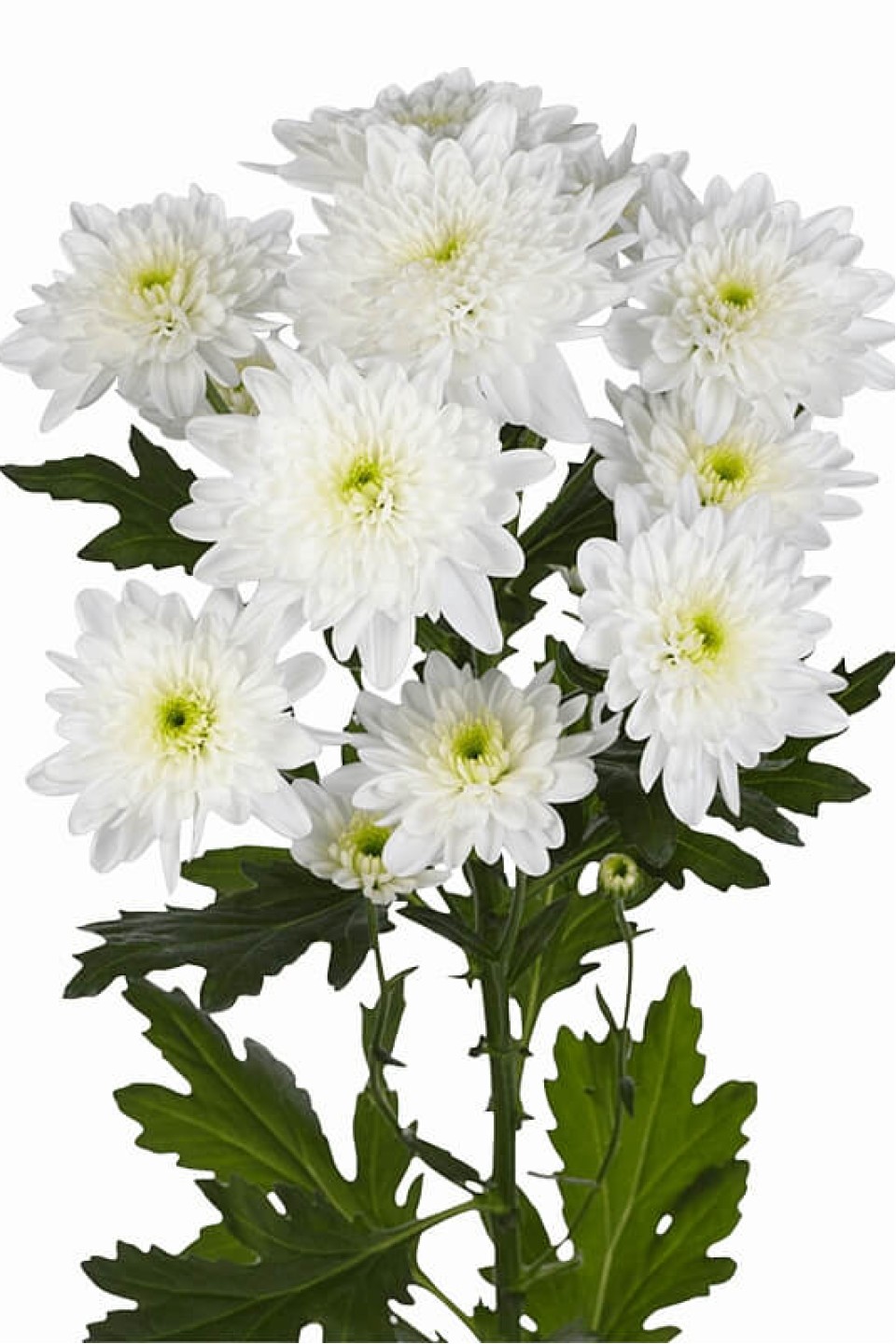 Кустовая белая хризантема Zembla