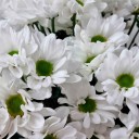 Хризантемы кустовая белая Bacardi - с доставкой по Минску - миниатюра