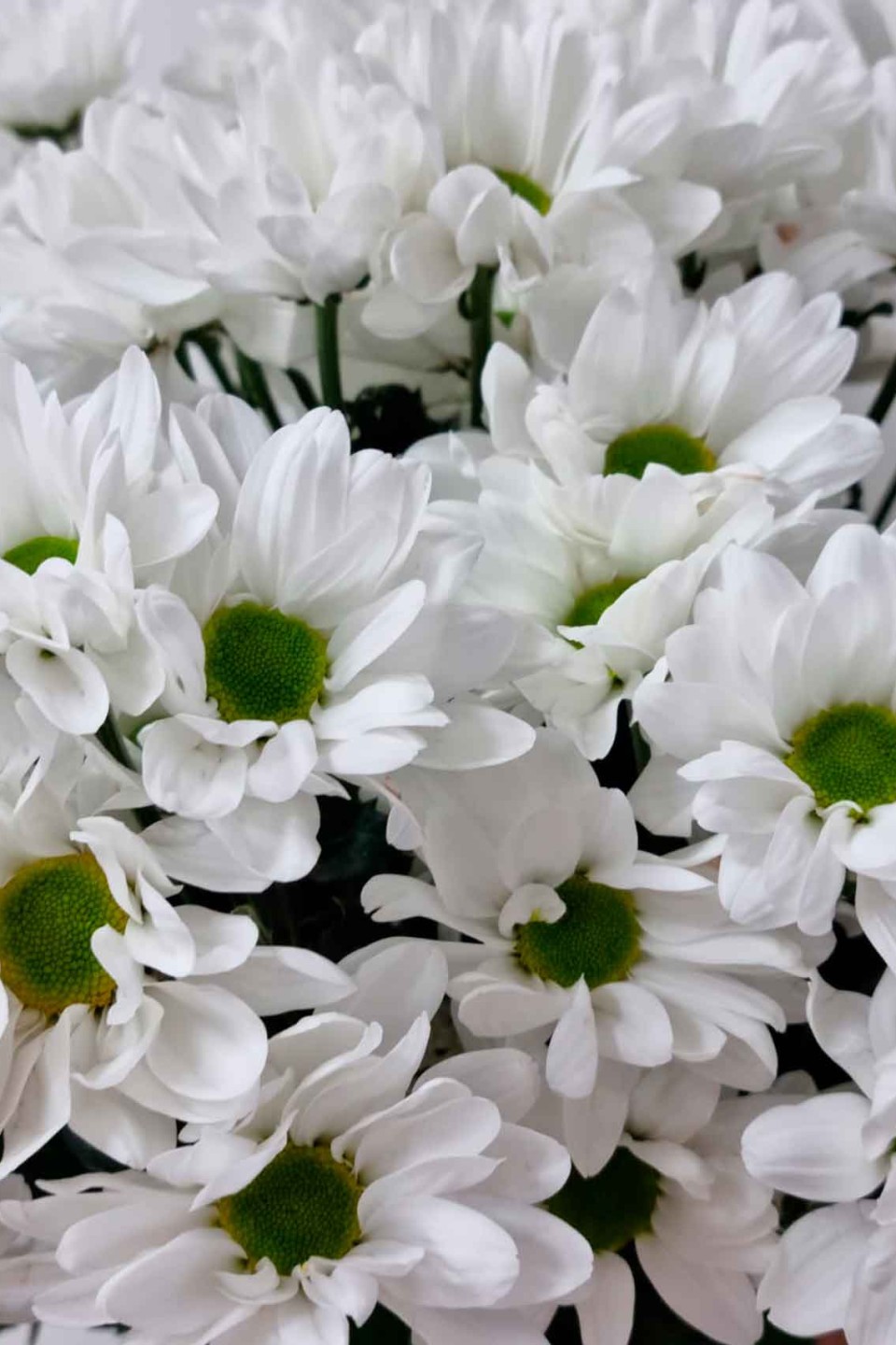 Хризантемы кустовая белая Bacardi - с доставкой по Минску