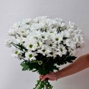 Хризантемы кустовая белая Bacardi - миниатюра