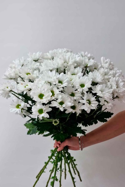 Хризантемы кустовая белая Bacardi