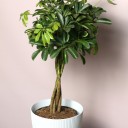 Шефлера (Schefflera Compacta) на плетеном стволе - с добавлением зелени - миниатюра 