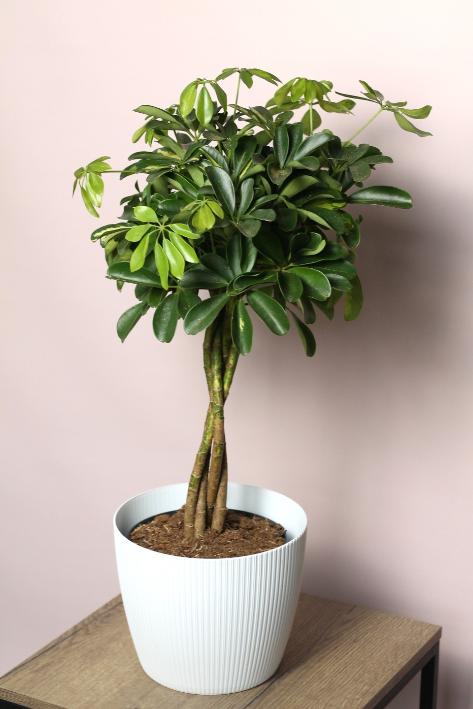 Шефлера (Schefflera Compacta) на плетеном стволе - с добавлением зелени