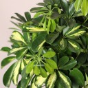 Шефлера (Schefflera Compacta) на плетеном стволе - с доставкой по Минску - миниатюра