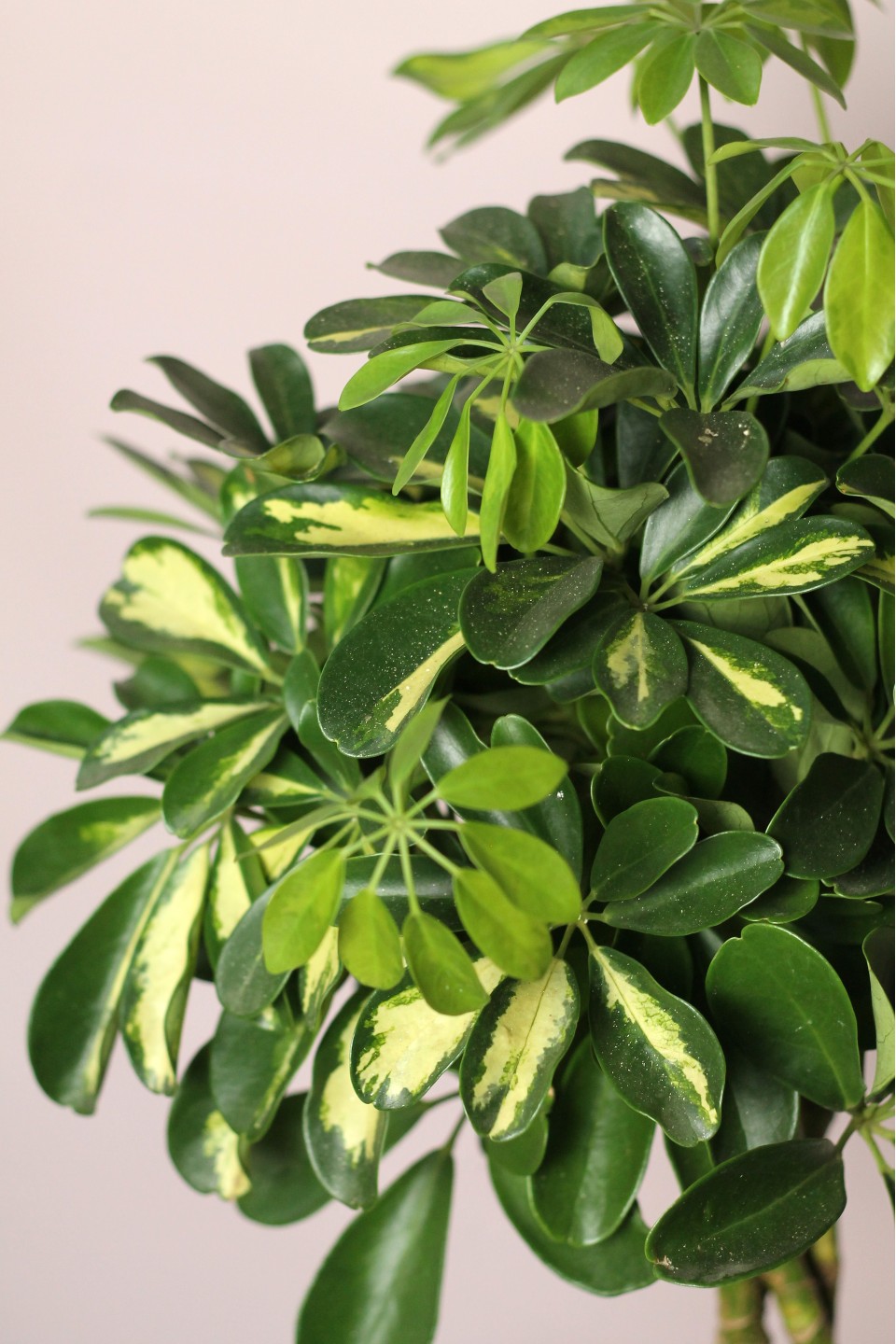 Шефлера (Schefflera Compacta) на плетеном стволе - с доставкой по Минску