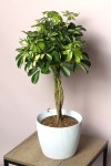 Шефлера (Schefflera Compacta) на плетеном стволе