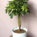 Шефлера (Schefflera Compacta) на плетеном стволе - миниатюра