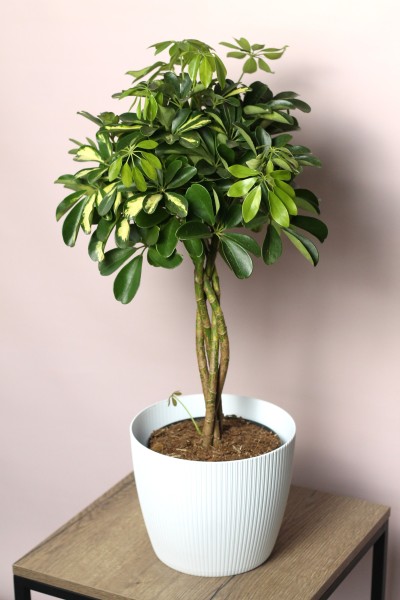 Шефлера (Schefflera Compacta) на плетеном стволе
