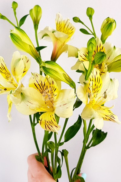 Желтая альстромерия