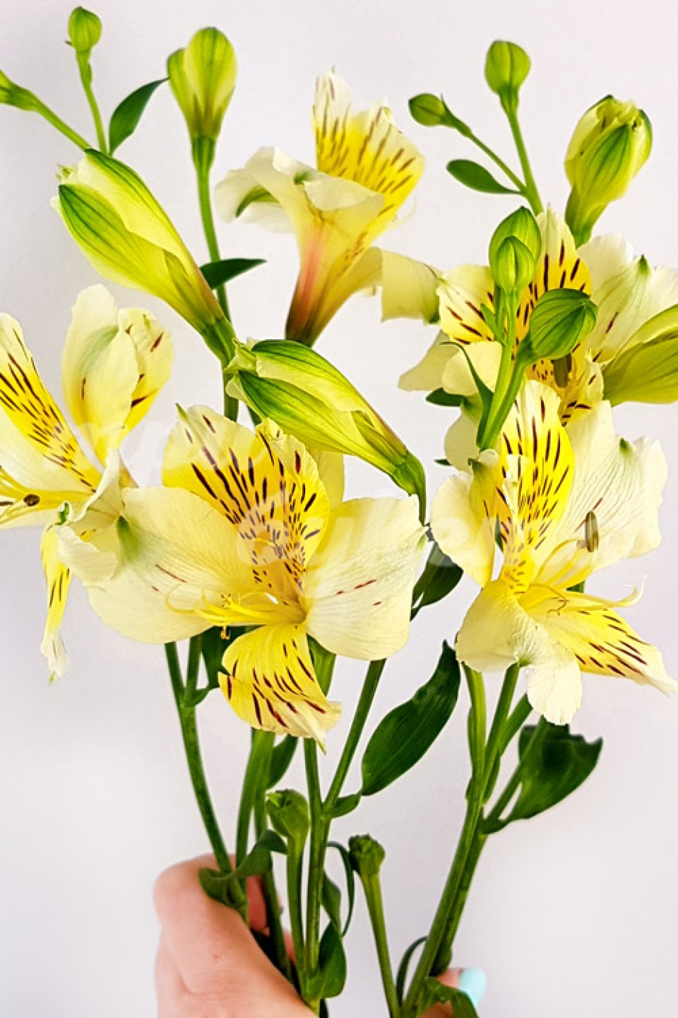 Желтая альстромерия